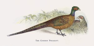 El Faisán Común de Alexander Francis Lydon